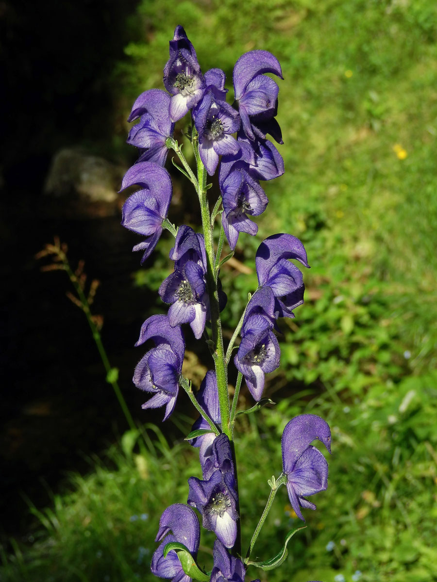 Oměj šalamounek (Aconitum plicatum Rchb.)