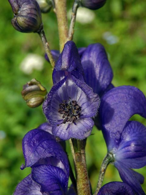 Oměj šalamounek (Aconitum plicatum Rchb.)