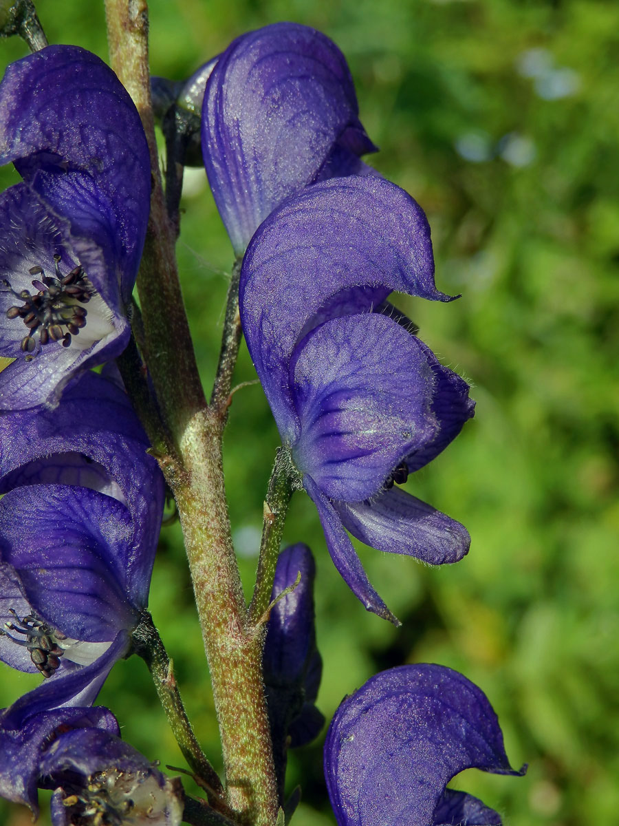 Oměj šalamounek (Aconitum plicatum Rchb.)