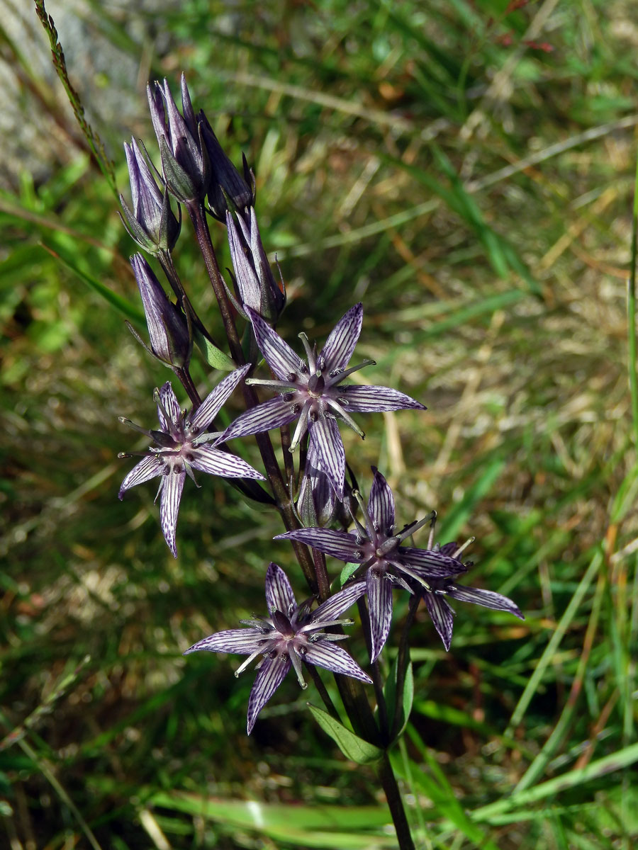 Kropenáč vytrvalý (Swertia perennis L.)