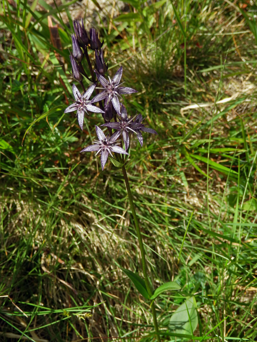 Kropenáč vytrvalý (Swertia perennis L.)