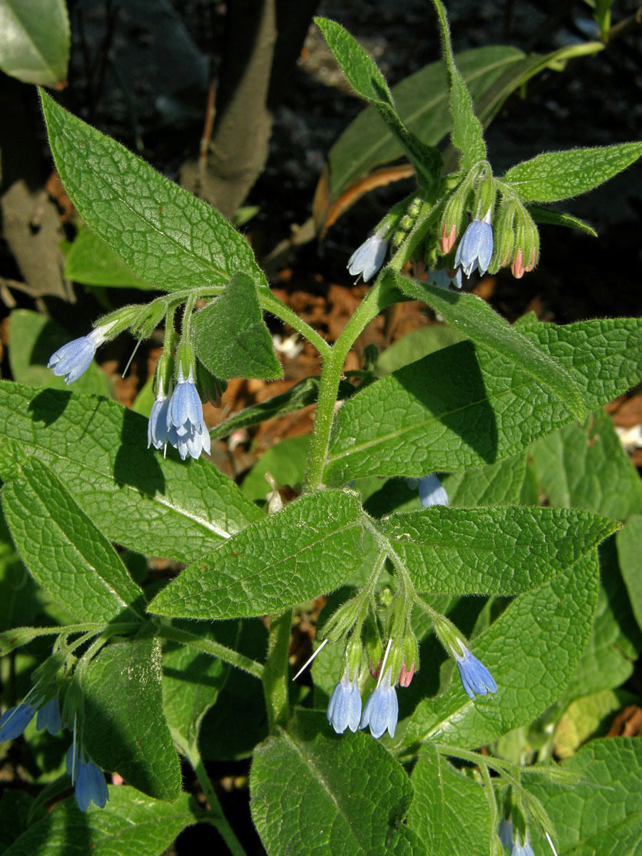 Kostival drsný (Symphytum asperum Lep.)