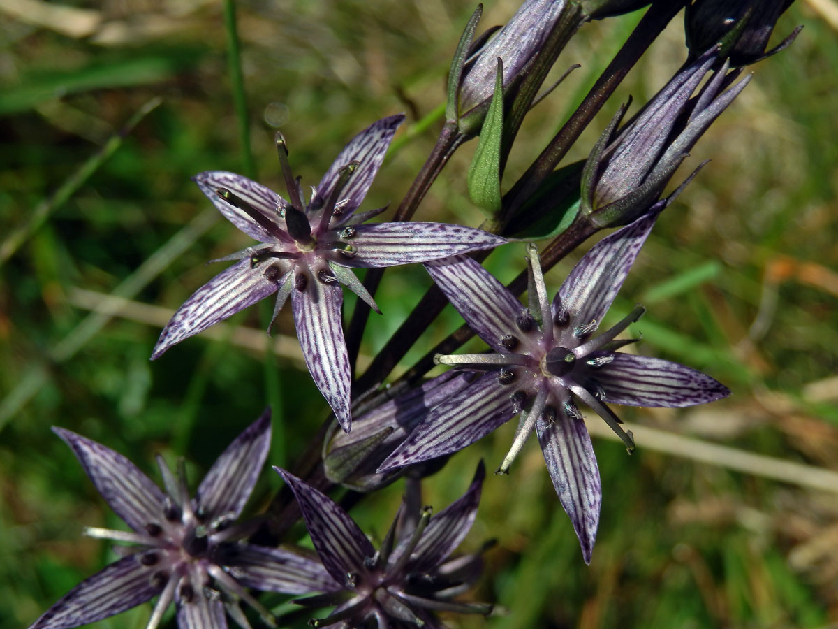 Kropenáč vytrvalý (Swertia perennis L.)