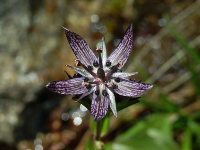 Kropenáč vytrvalý (Swertia perennis L.)