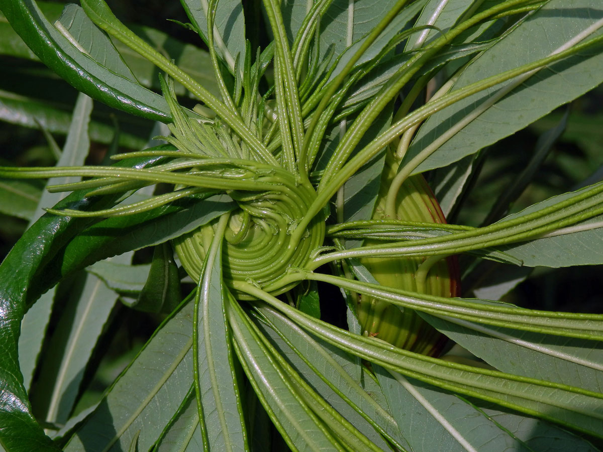 Fasciace větévek vrby (Salix L.)