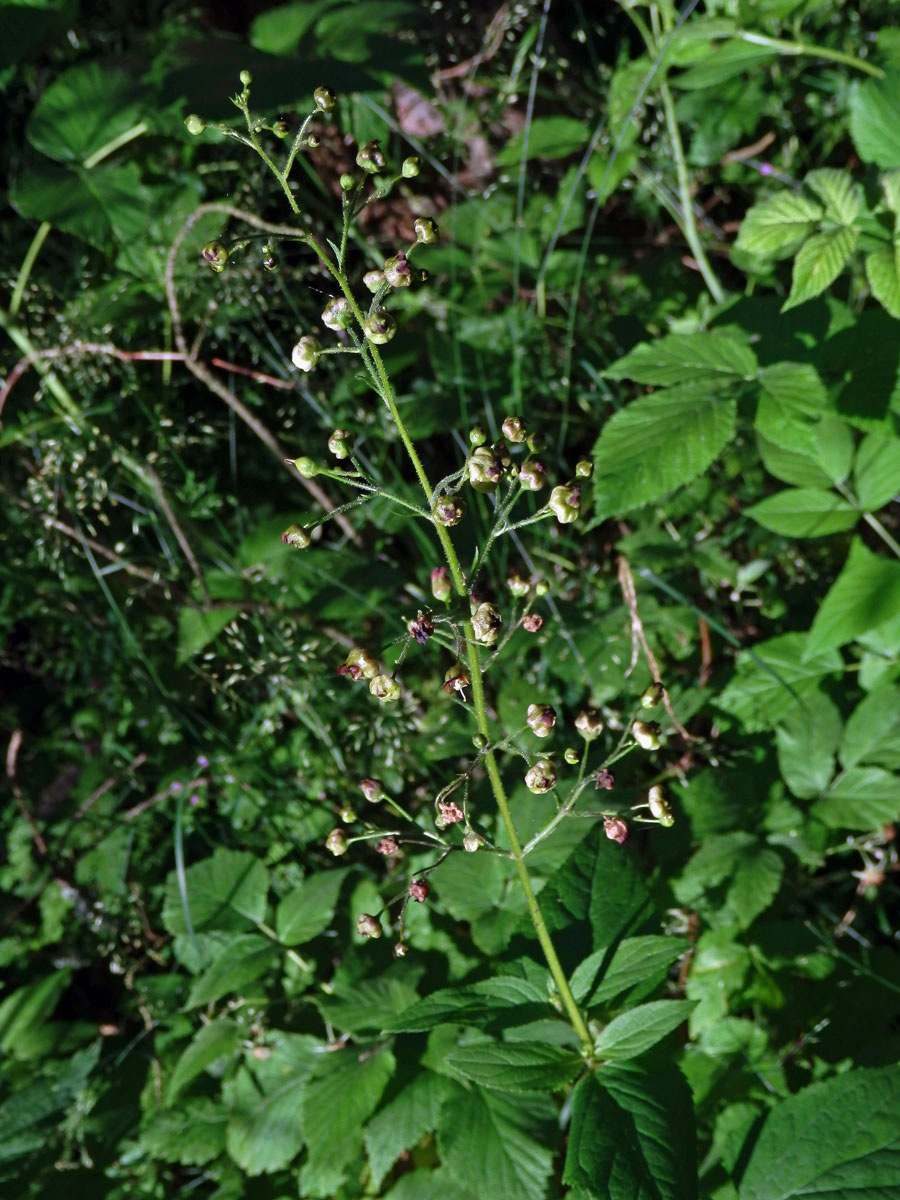 Hálky žlabatky Asphondylia scrophulariae na krtičníku (Scrophularia nodosa L.)