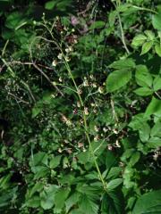 Hálky žlabatky Asphondylia scrophulariae na krtičníku (Scrophularia nodosa L.)