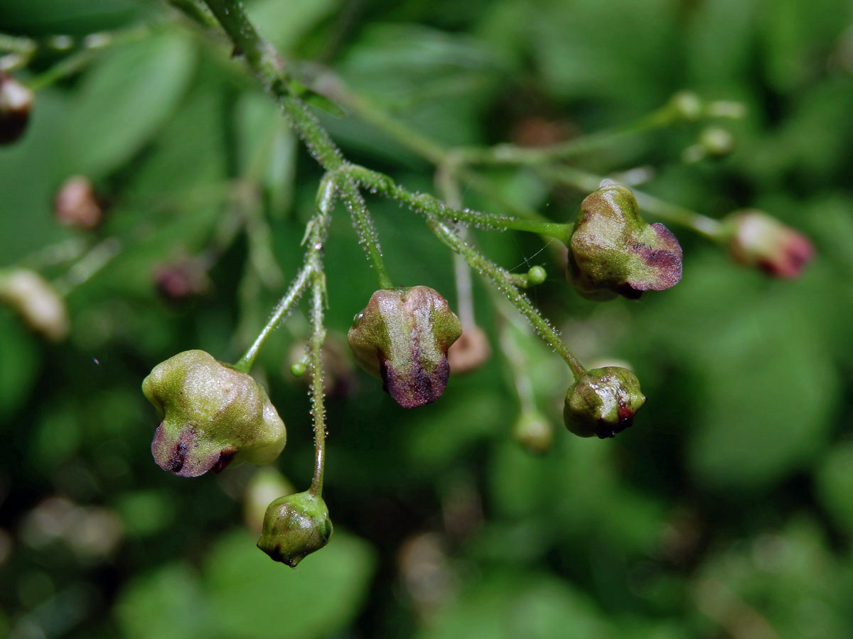 Hálky žlabatky Asphondylia scrophulariae na krtičníku (Scrophularia nodosa L.)