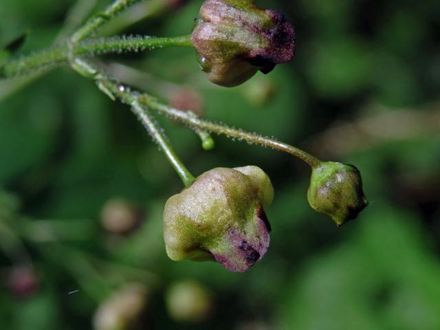 Hálky žlabatky Asphondylia scrophulariae na krtičníku (Scrophularia nodosa L.)