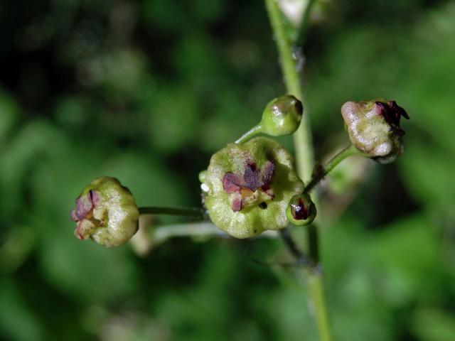 Hálky žlabatky Asphondylia scrophulariae na krtičníku (Scrophularia nodosa L.)