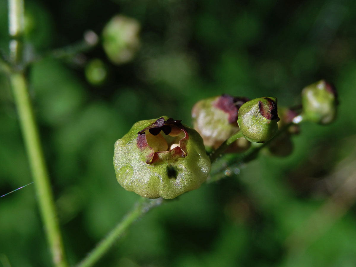 Hálky žlabatky Asphondylia scrophulariae na krtičníku (Scrophularia nodosa L.)