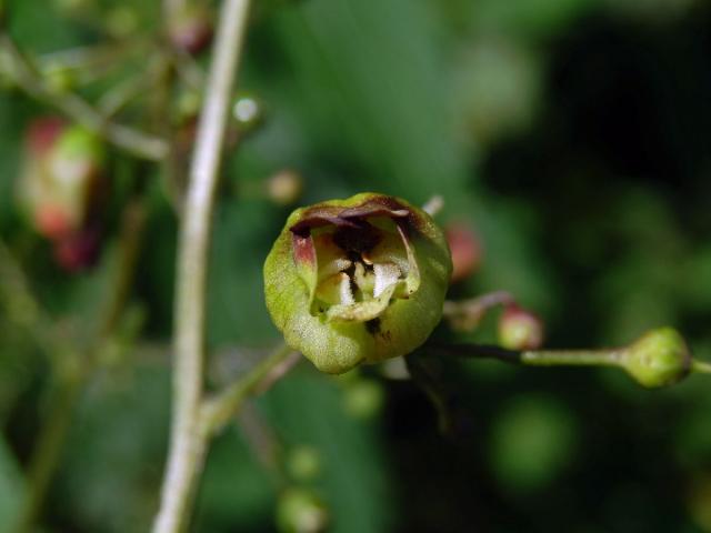 Hálky žlabatky Asphondylia scrophulariae na krtičníku (Scrophularia nodosa L.)