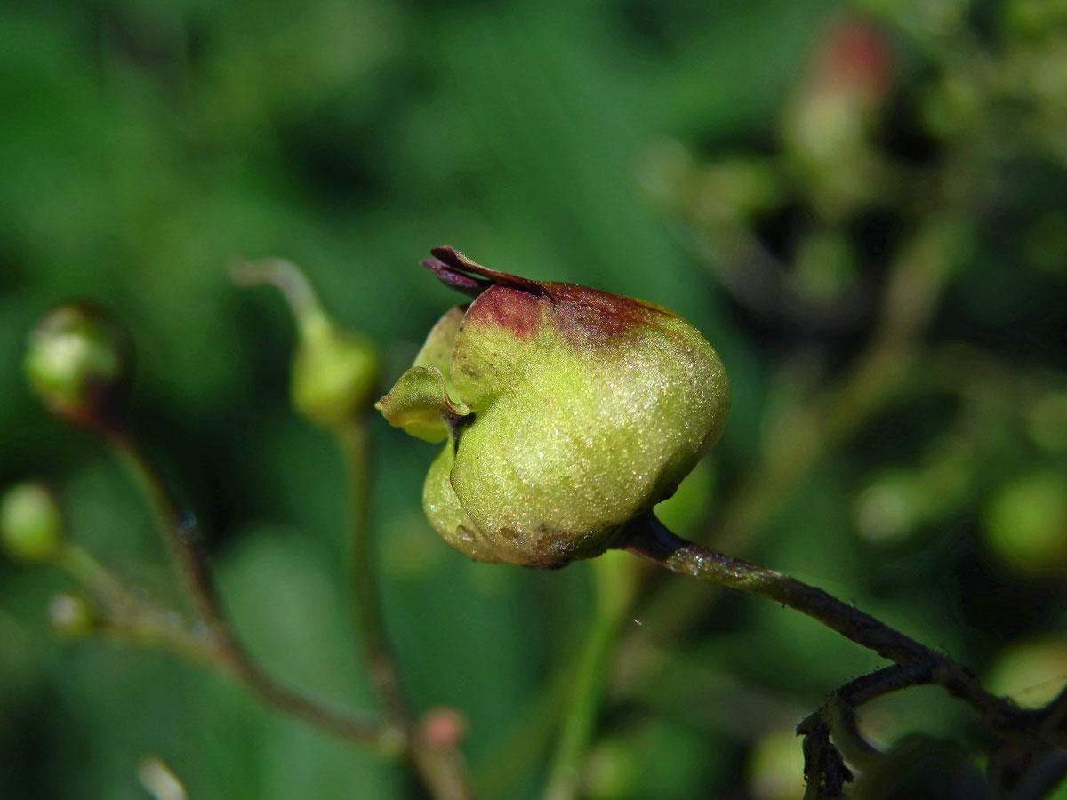 Hálky žlabatky Asphondylia scrophulariae na krtičníku (Scrophularia nodosa L.)