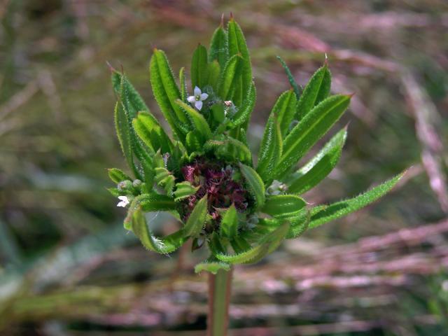 Hálky bejlomorky Dasineura aparines, svízel přítula (Galium aparine  L.)