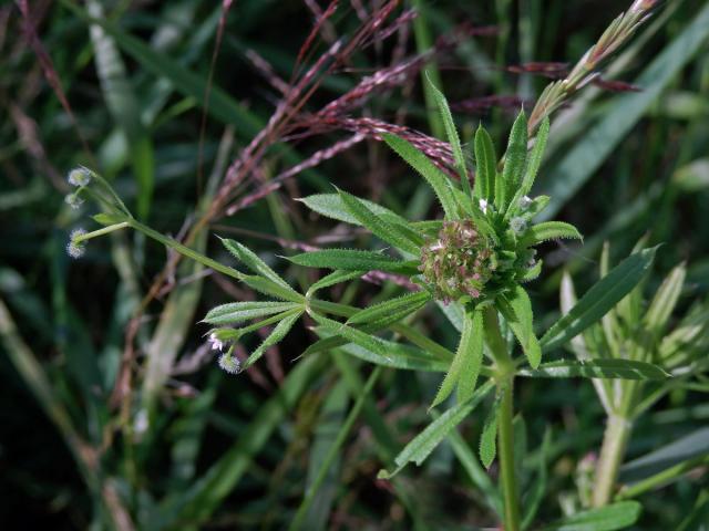 Hálky bejlomorky Dasineura aparines, svízel přítula (Galium aparine  L.)