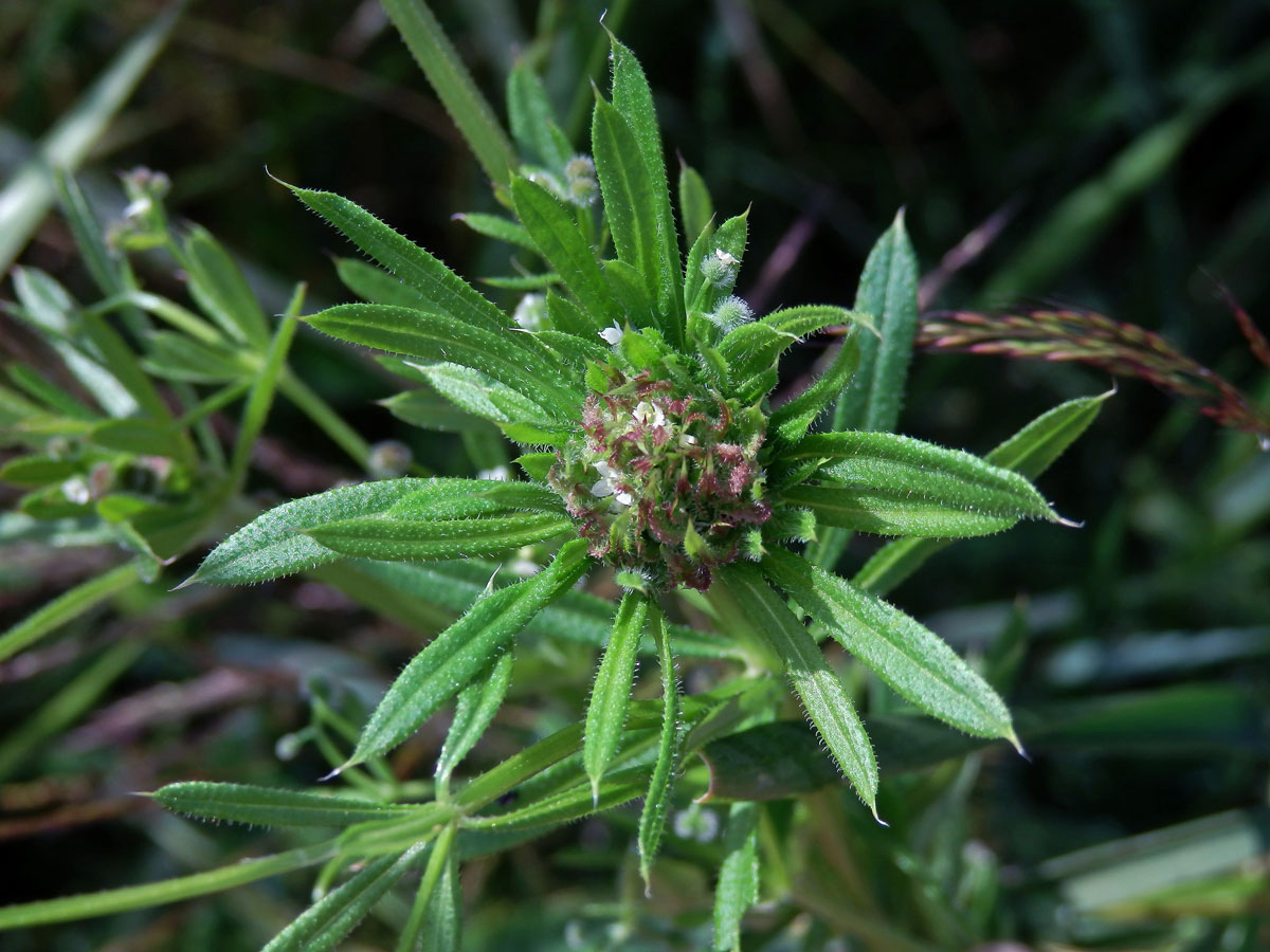 Hálky bejlomorky Dasineura aparines, svízel přítula (Galium aparine  L.)