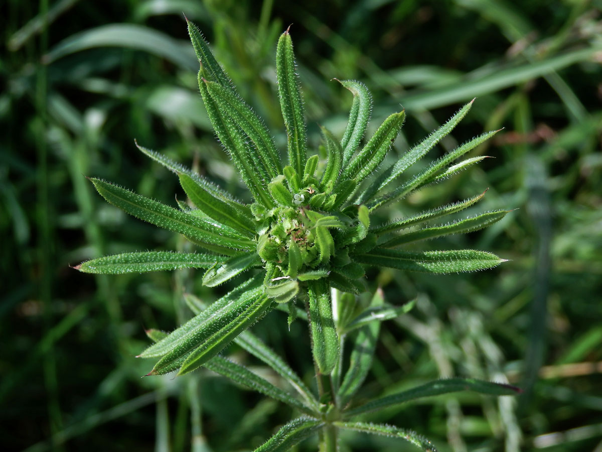 Hálky bejlomorky Dasineura aparines, svízel přítula (Galium aparine  L.)