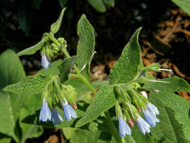 Kostival drsný (Symphytum asperum Lep.)