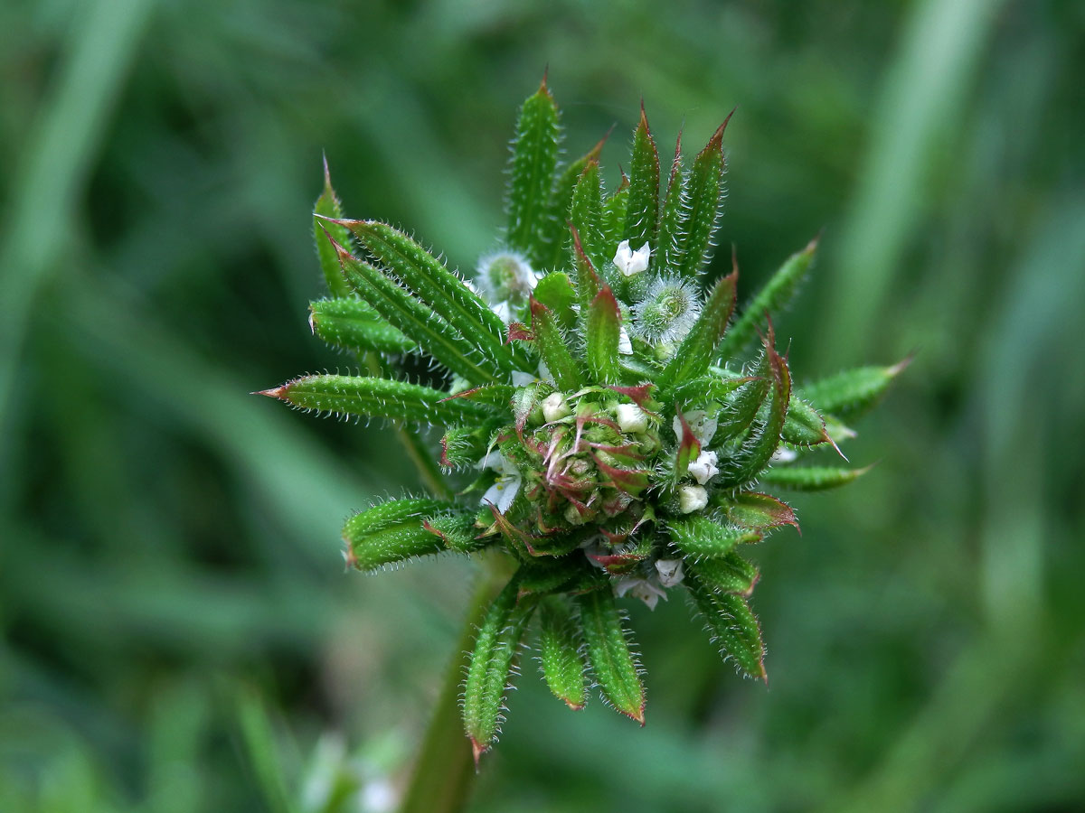 Hálky bejlomorky Dasineura aparines, svízel přítula (Galium aparine  L.)