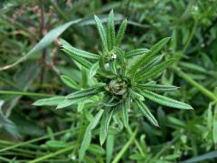 Hálky bejlomorky Dasineura aparines, svízel přítula (Galium aparine  L.)