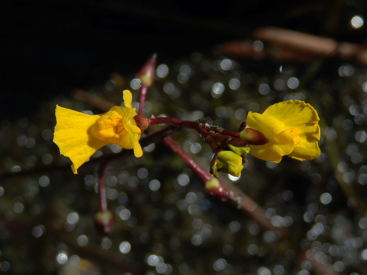 Bublinatka obecná (Utricularia vulgaris L.)