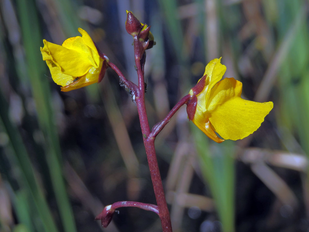 Bublinatka obecná (Utricularia vulgaris L.)