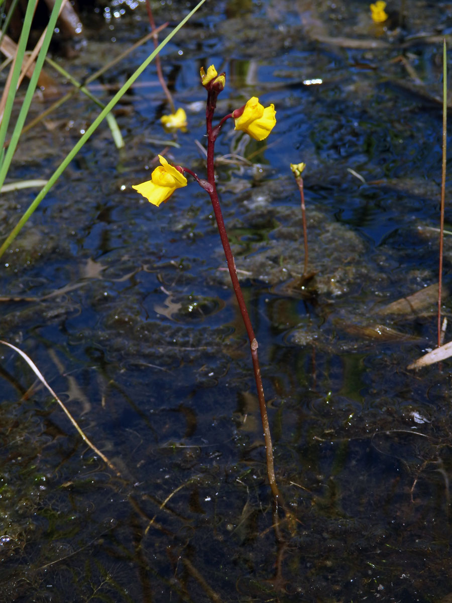 Bublinatka obecná (Utricularia vulgaris L.)