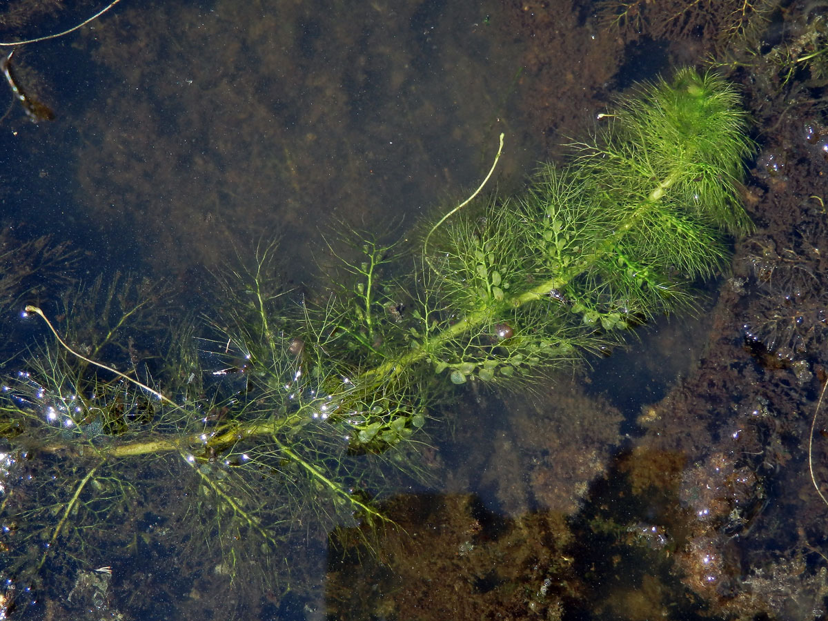 Bublinatka obecná (Utricularia vulgaris L.)