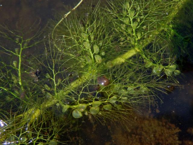 Bublinatka obecná (Utricularia vulgaris L.)