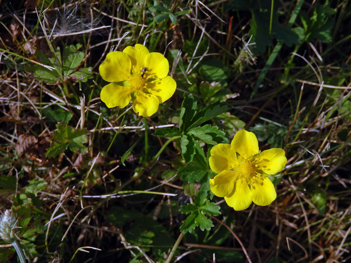 Mochna plazivá (Potentilla reptans L.) s šestičetným květem (1a)