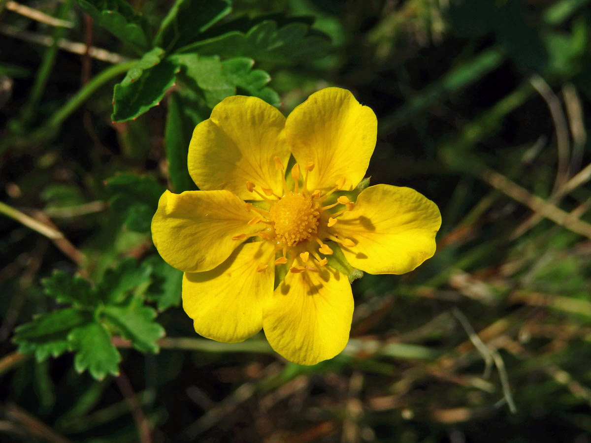 Mochna plazivá (Potentilla reptans L.) s šestičetným květem (1b)