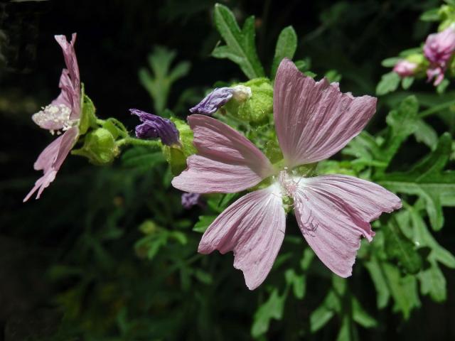 Sléz velkokvětý (Malva alcea L.) s čtyřčetným květem