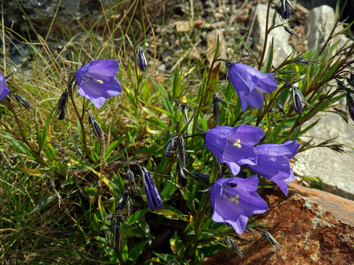 Zvonek český (Campanula bohemica Hruby)