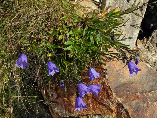 Zvonek český (Campanula bohemica Hruby)