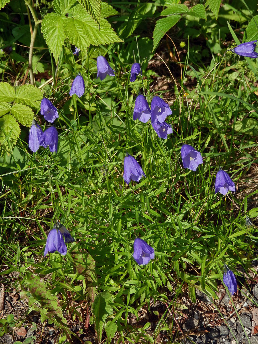 Zvonek český (Campanula bohemica Hruby)