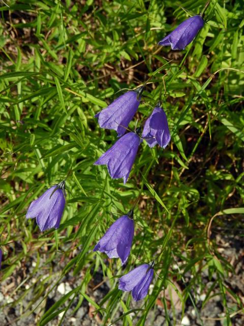 Zvonek český (Campanula bohemica Hruby)