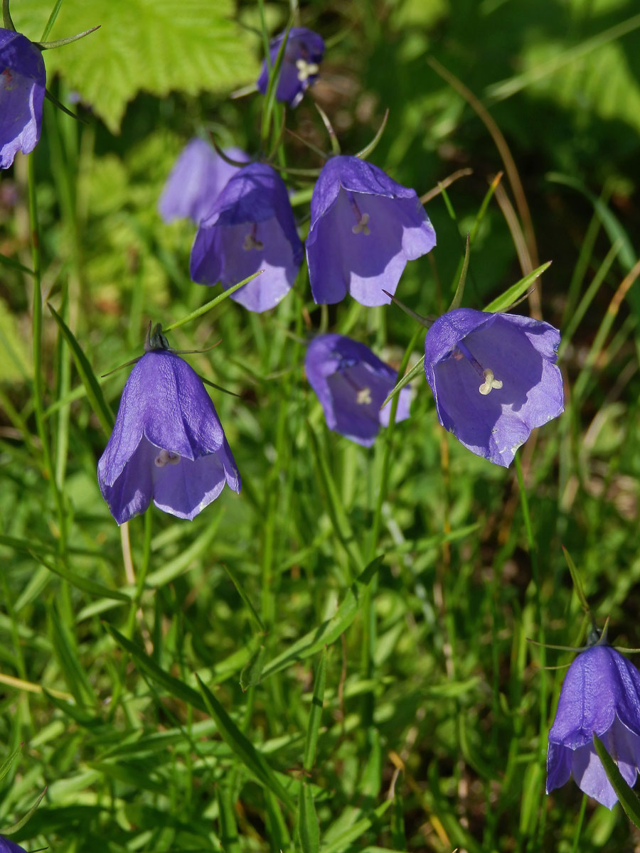 Zvonek český (Campanula bohemica Hruby)