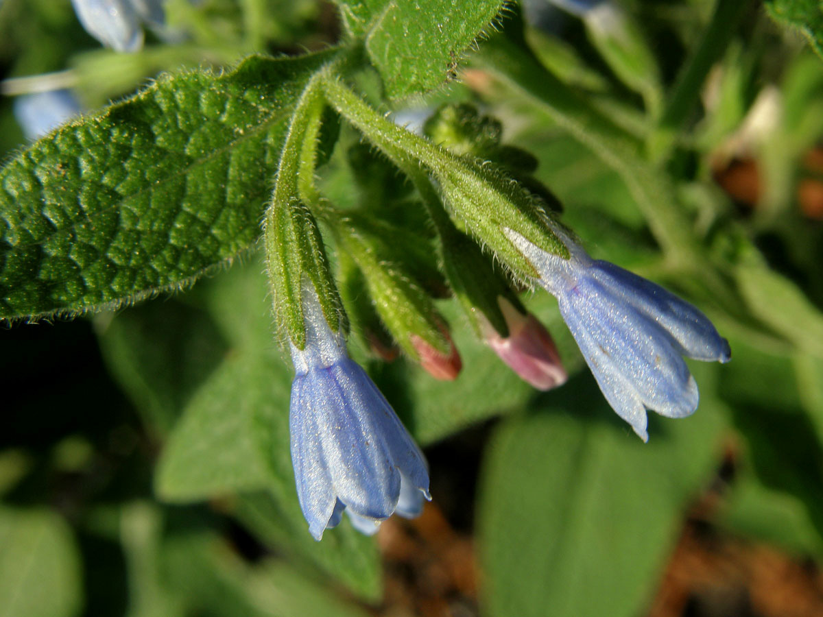 Kostival drsný (Symphytum asperum Lep.)