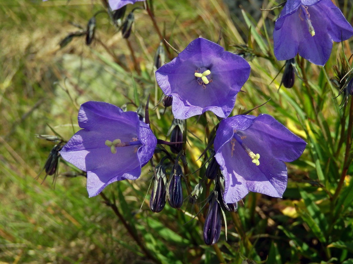 Zvonek český (Campanula bohemica Hruby)