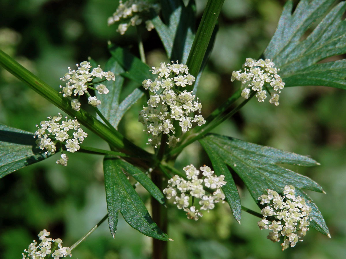 Miřík celer (Apium graveolens L.)