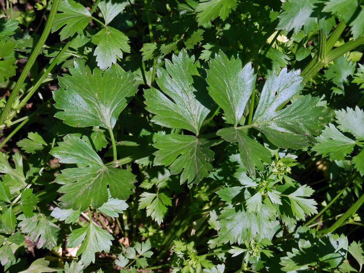 Miřík celer (Apium graveolens L.)