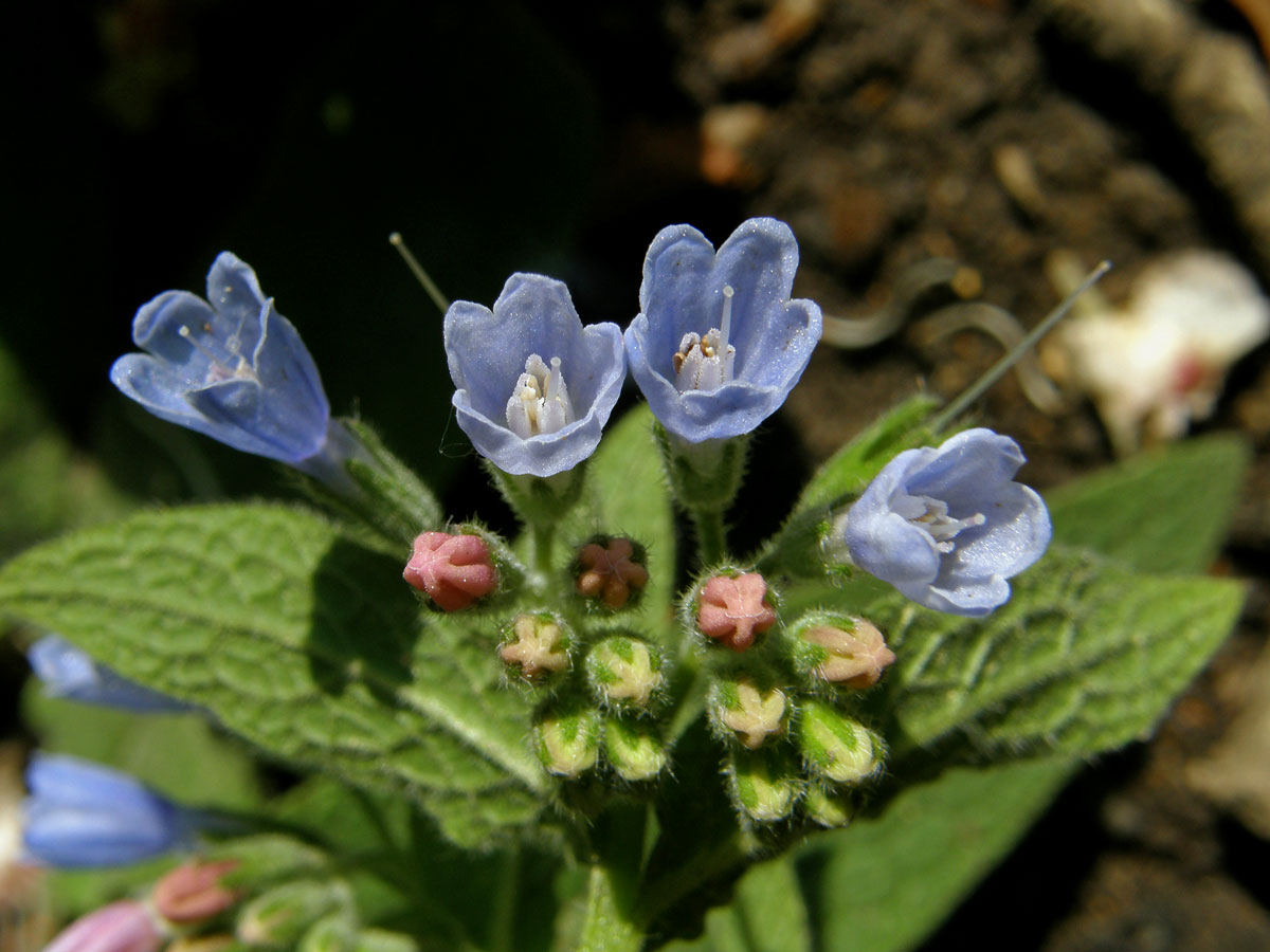 Kostival drsný (Symphytum asperum Lep.)