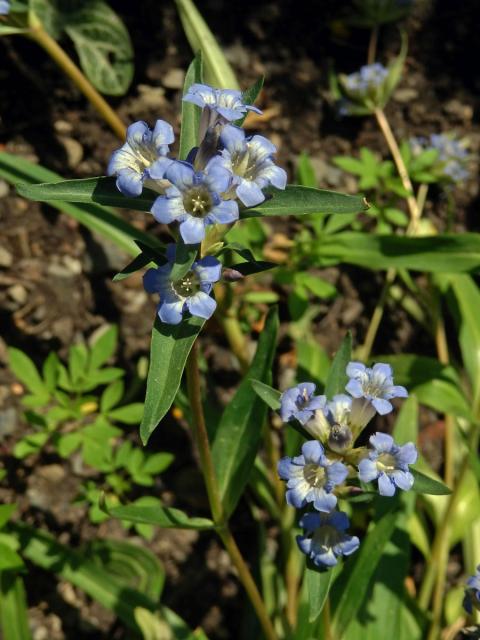 Hořec (Gentiana olivieri Griseb.)