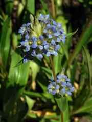 Hořec (Gentiana olivieri Griseb.)