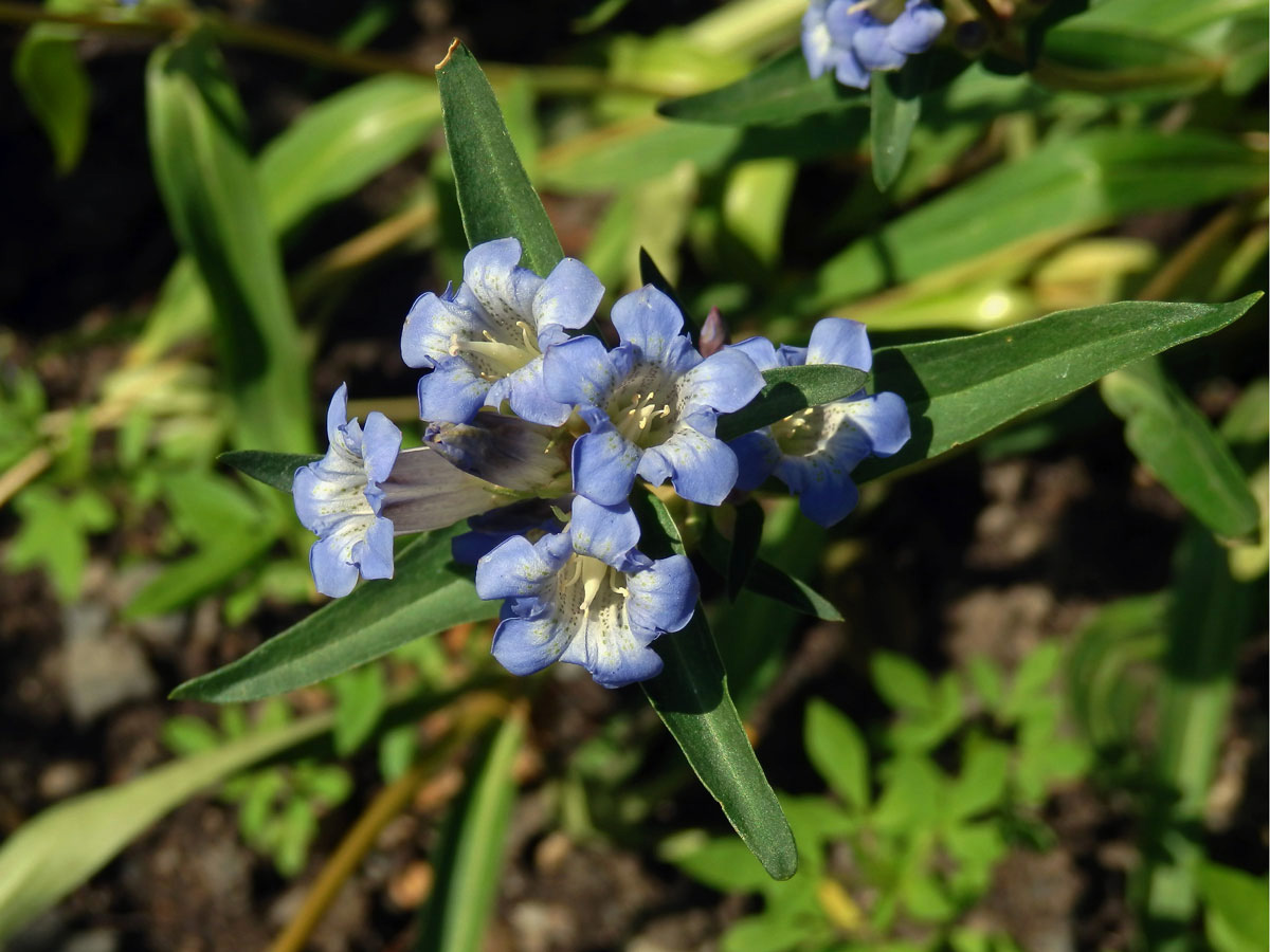 Hořec (Gentiana olivieri Griseb.)