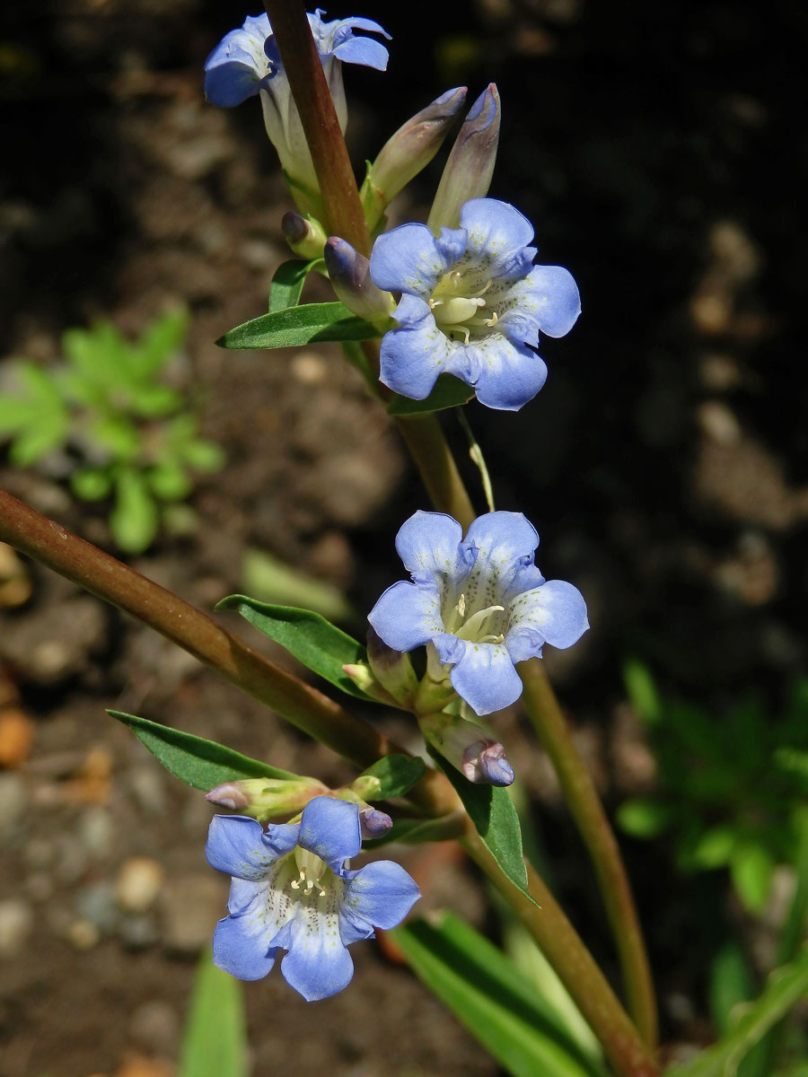 Hořec (Gentiana olivieri Griseb.)