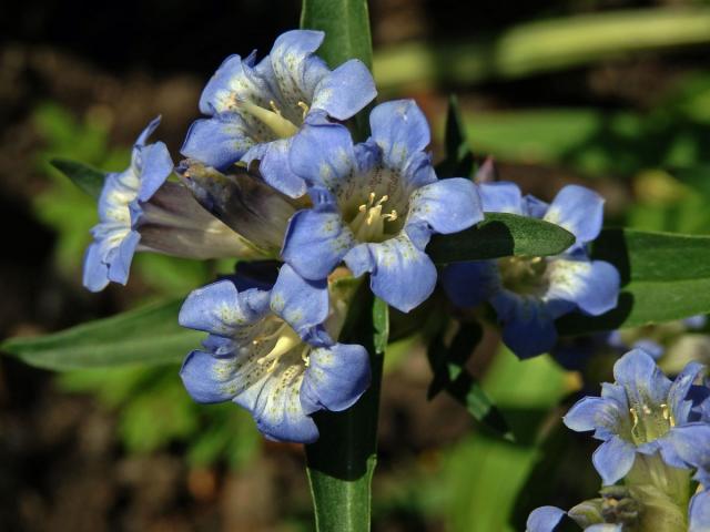 Hořec (Gentiana olivieri Griseb.)