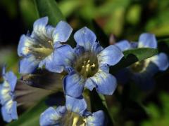 Hořec (Gentiana olivieri Griseb.)