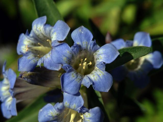 Hořec (Gentiana olivieri Griseb.)