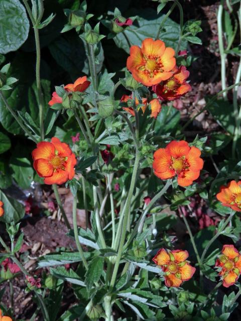 Mochna tmavočervená (Potentilla atrosanguinea Raf.)